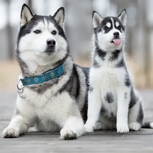  عکس سگ هاسکی خانگی