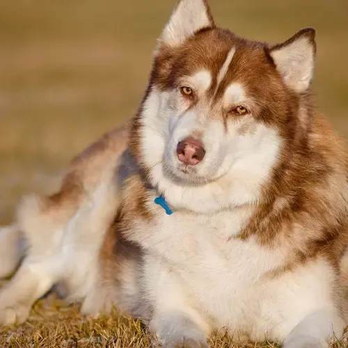  عکس سگ هاسکی خانگی