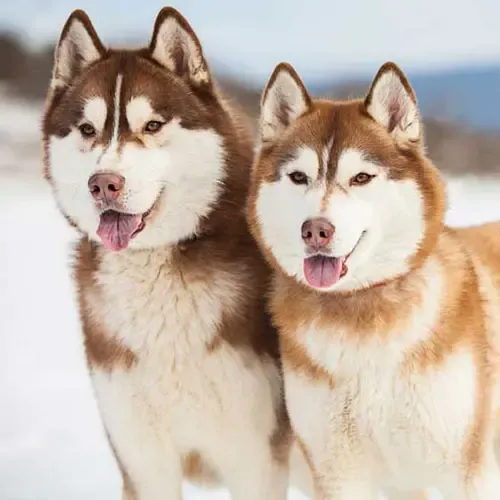  عکس سگ هاسکی خانگی