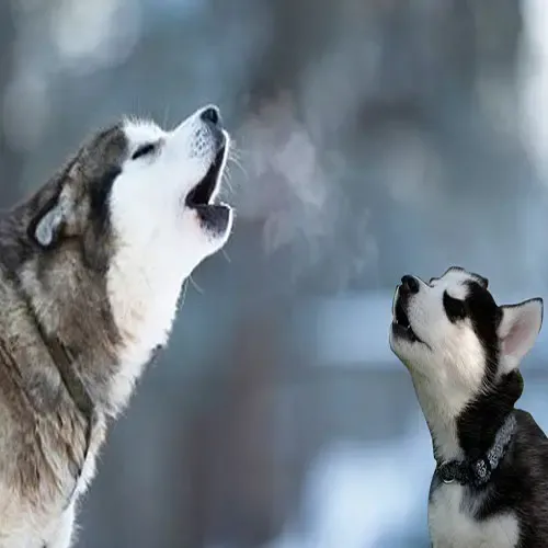  عکس سگ هاسکی خانگی