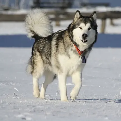  عکس سگ هاسکی خانگی