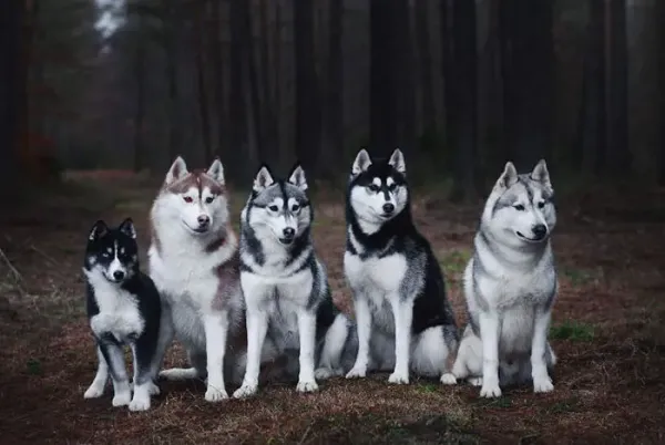  عکس سگ هاسکی خانگی