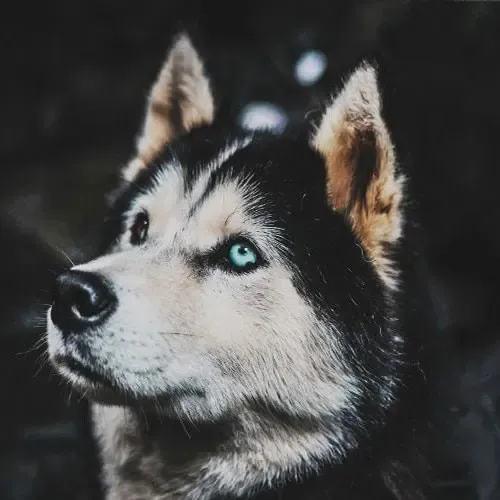  عکس سگ هاسکی خانگی