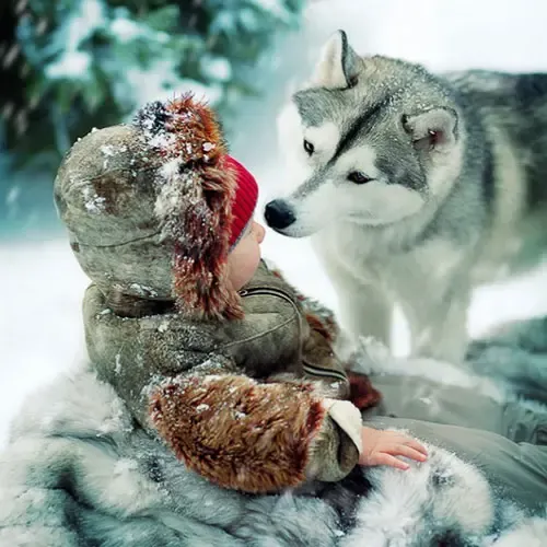  عکس سگ هاسکی اصیل