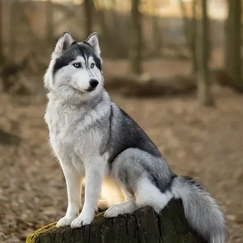  عکس سگ هاسکی اصیل