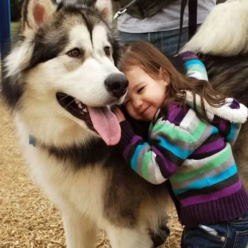  عکس سگ هاسکی اصیل