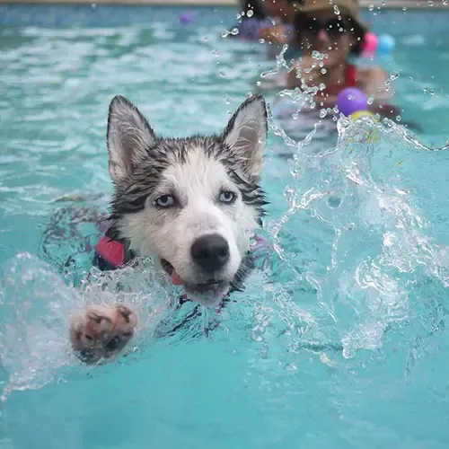  عکس سگ هاسکی اصیل