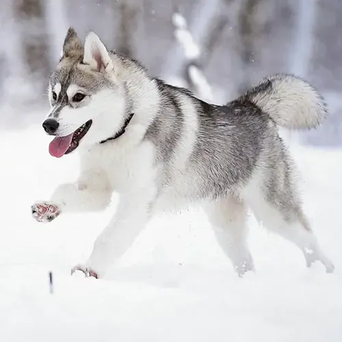  عکس سگ هاسکی اصیل