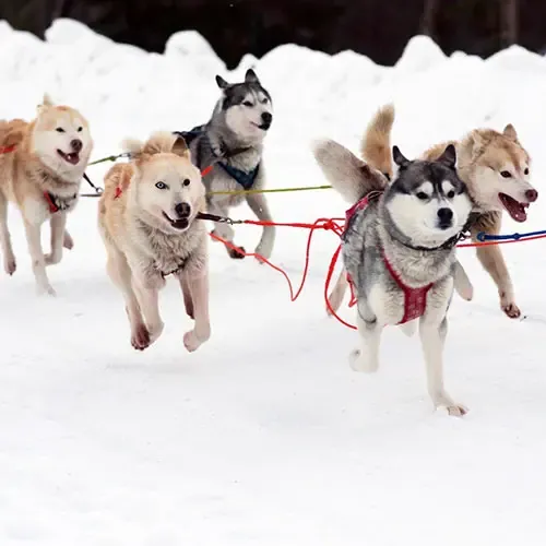  عکس سگ هاسکی اصیل