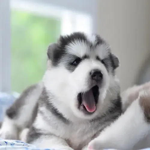  عکس سگ هاسکی اصیل