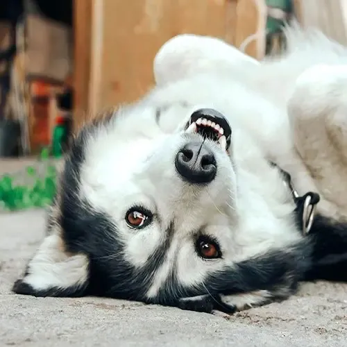  عکس سگ هاسکی اصیل