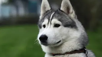  عکس سگ هاسکی کوچولو