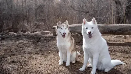  عکس سگ هاسکی کوچولو