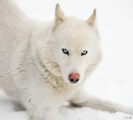  عکس سگ هاسکی کوچولو