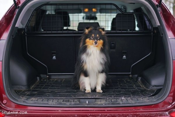  عکس سگ ملوس و خوشگل برای استوری