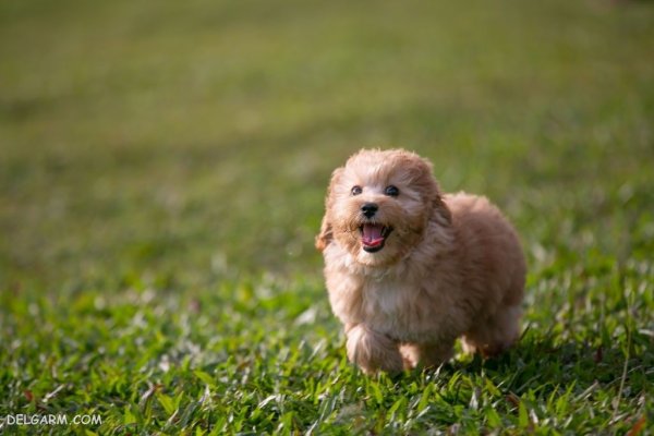  عکس سگ ملوس و خوشگل برای استوری