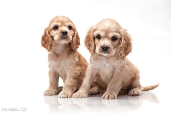  عکس سگ ملوس و خوشگل برای استوری