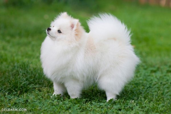  عکس سگ ملوس و خوشگل برای استوری