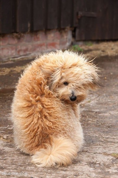  عکس سگ ملوس و خوشگل برای استوری