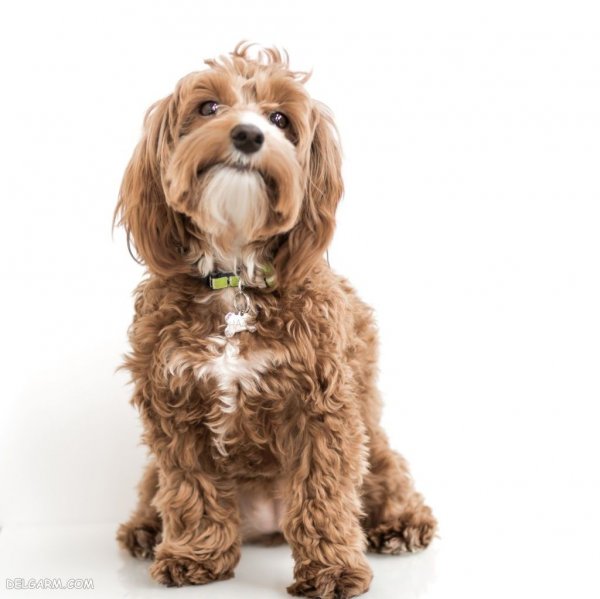  عکس سگ ملوس و خوشگل برای استوری