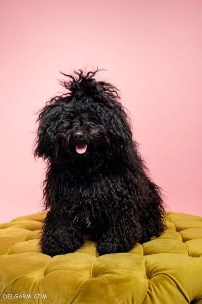  عکس سگ ملوس و خوشگل برای استوری