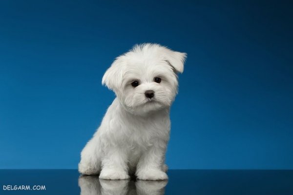  عکس سگ ملوس و خوشگل برای استوری