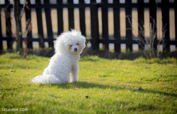  عکس سگ ملوس و خوشگل برای استوری