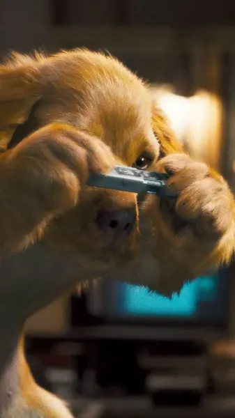  عکس سگ زیبا و پشمالو برای والپیپر