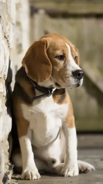  عکس سگ زیبا و پشمالو برای والپیپر