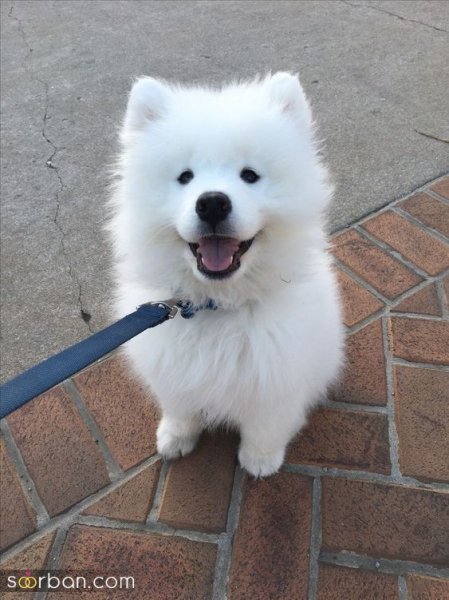  عکس سگ کیوت برای بک گراند