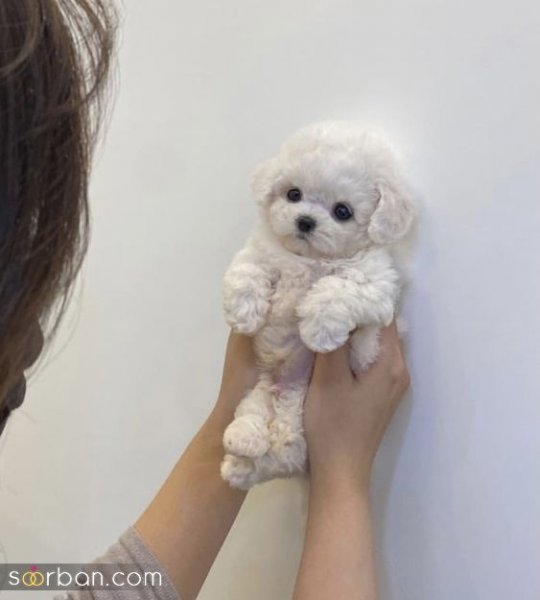  عکس سگ کیوت برای بک گراند