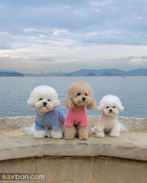  عکس سگ کیوت برای بک گراند