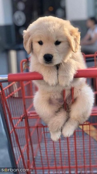  عکس سگ کیوت برای بک گراند