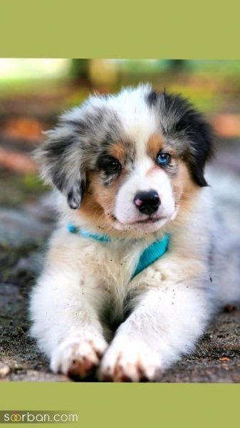  عکس سگ کیوت برای بک گراند