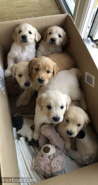  عکس سگ کیوت برای بک گراند