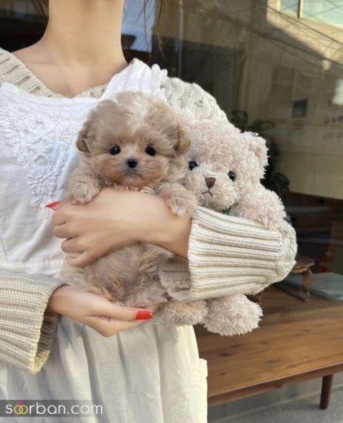  عکس سگ کیوت برای بک گراند