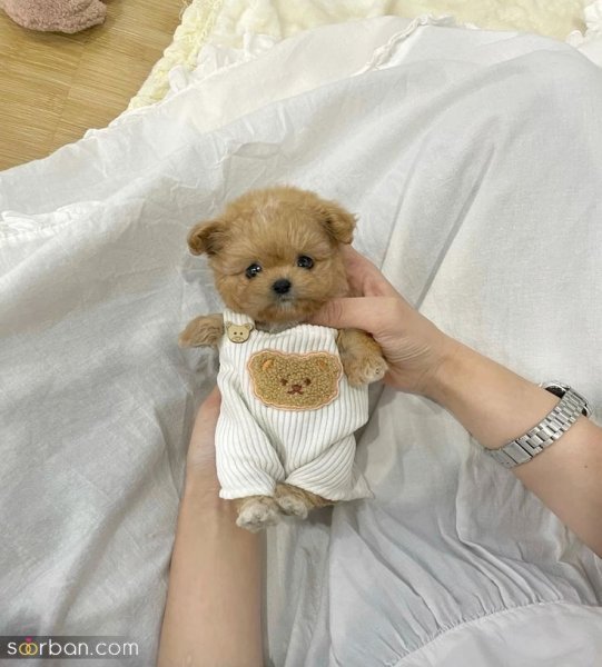  عکس سگ کیوت برای بک گراند