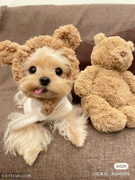  عکس سگ کیوت برای بک گراند