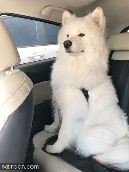  عکس سگ کیوت برای بک گراند