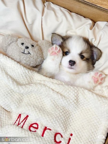  عکس سگ کیوت برای بک گراند