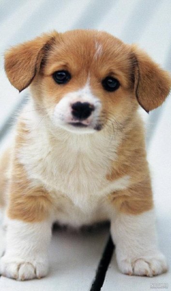 عکس پس زمینه سگ کیوت