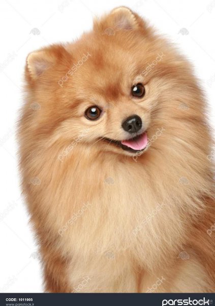  عکس پس زمینه سگ کیوت