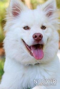  عکس پس زمینه سگ کیوت