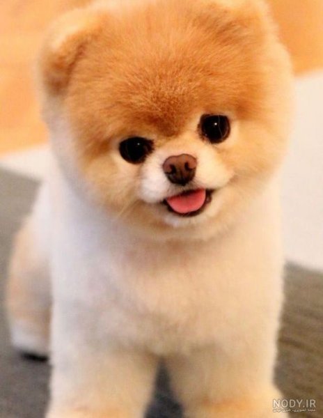  عکس پس زمینه سگ کیوت