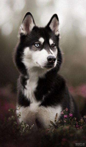  عکس پس زمینه سگ کیوت