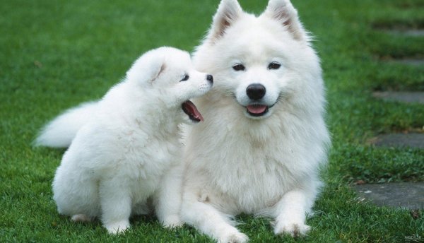  عکس پس زمینه سگ کیوت