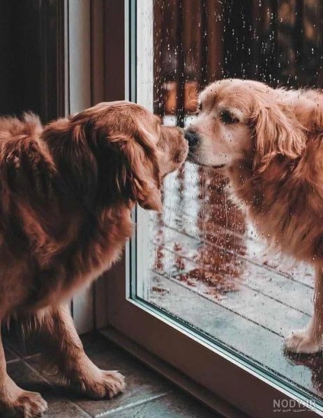  عکس پس زمینه سگ کیوت