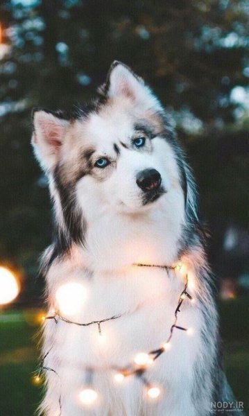  عکس پس زمینه سگ کیوت