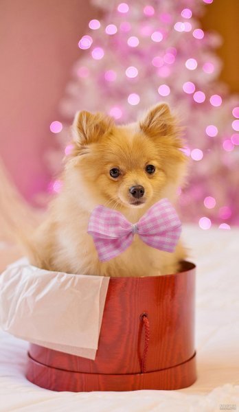  عکس پس زمینه سگ کیوت