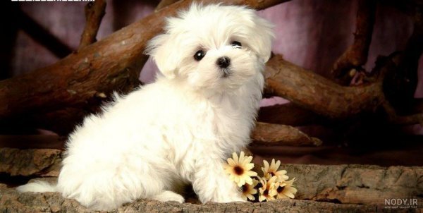  عکس پس زمینه سگ کیوت